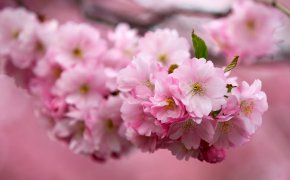 Обои ветка, вишня, Сакура, цветы