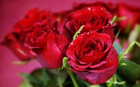 Обои букет, красные, розы, цветы