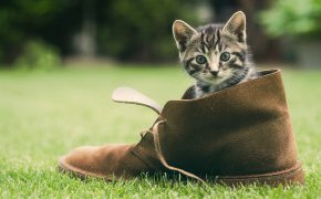 Обои зелень, кот, котенок, мордашка, обувь, трава