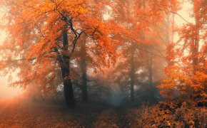 Обои деревья, лес, осень, туман