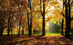 Обои деревья, лес, листва, обои, осень, парк, трава
