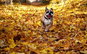 Обои English bulldog, друг, листья, осень, собака