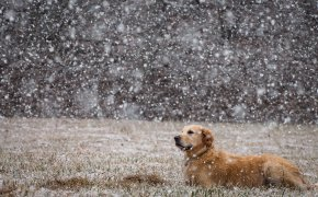 Обои поле, снег, собака