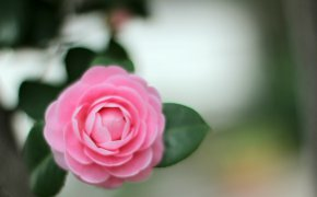 Обои Камелия, лепестки, листья, макро, розовый, цветок