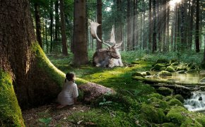 Обои девочка, лес, лучи, наблюдение, олень, ручей