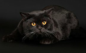 Обои глаза, кот, чёрный