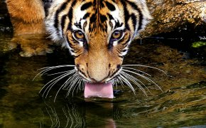 Обои tiger, взгляд, вода, глаза, пьёт, тигр, усы, язык