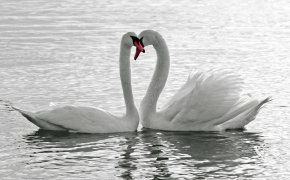 Обои белые, вода, лебеди, любовь, птицы