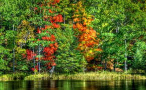 Обои вода, деревья, лес, озеро, осень, пейзаж, природа