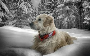 Обои зима, снег, собака