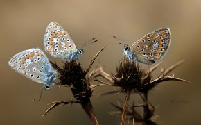 Обои бабочки, колючки, крылья, макро, цветы