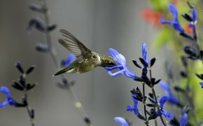 Обои колибри, макро, полевой, птица, синий, цветок
