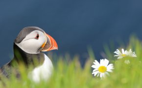 Обои bird, fratercula arctica, puffin, атлантический тупик, взгляд, птица