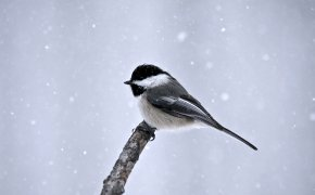 Обои ветка, зима, минимализм, птица, синица, снег