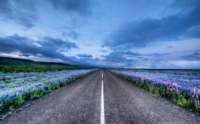 Обои Iceland, горизонт, дорога, исландия, луга, люпин, цветы