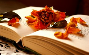 Обои книга, лепестки, роза, сухая, цветок
