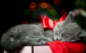 Обои бант, коробка, кот, котенок, кошка, ленточка, серый, спит
