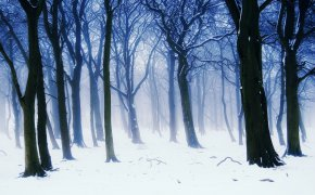 Обои ветки, деревья, зима, лес, природа, снег, туман
