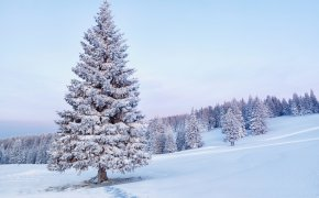 Обои деревья, ели, елки, природа, следы, снег, утро
