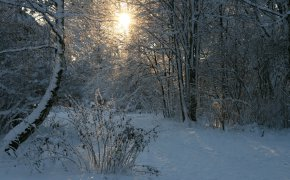 Обои зима, лес, снег, солнце