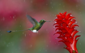 Обои колибри, момент, природа, птица, фото, цвета, цветок