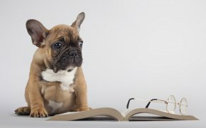 Обои книга, очки, собака