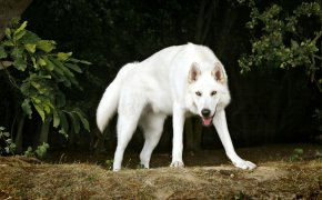 Обои белый, деревья, друг, пёс, Северный инуит, собака