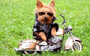 Обои куртка, мотоцикл, очки, собака, трава