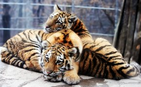 Обои panthera tigris altaica, Амурский тигр, Тигрята