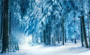Обои зима, лес, природа