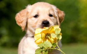 Обои бежевый, желтая, окрас, роза, собака, цветок, щенок