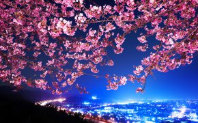 Обои Shin mimura, Сакура, цветущая вишня, шоссе, япония